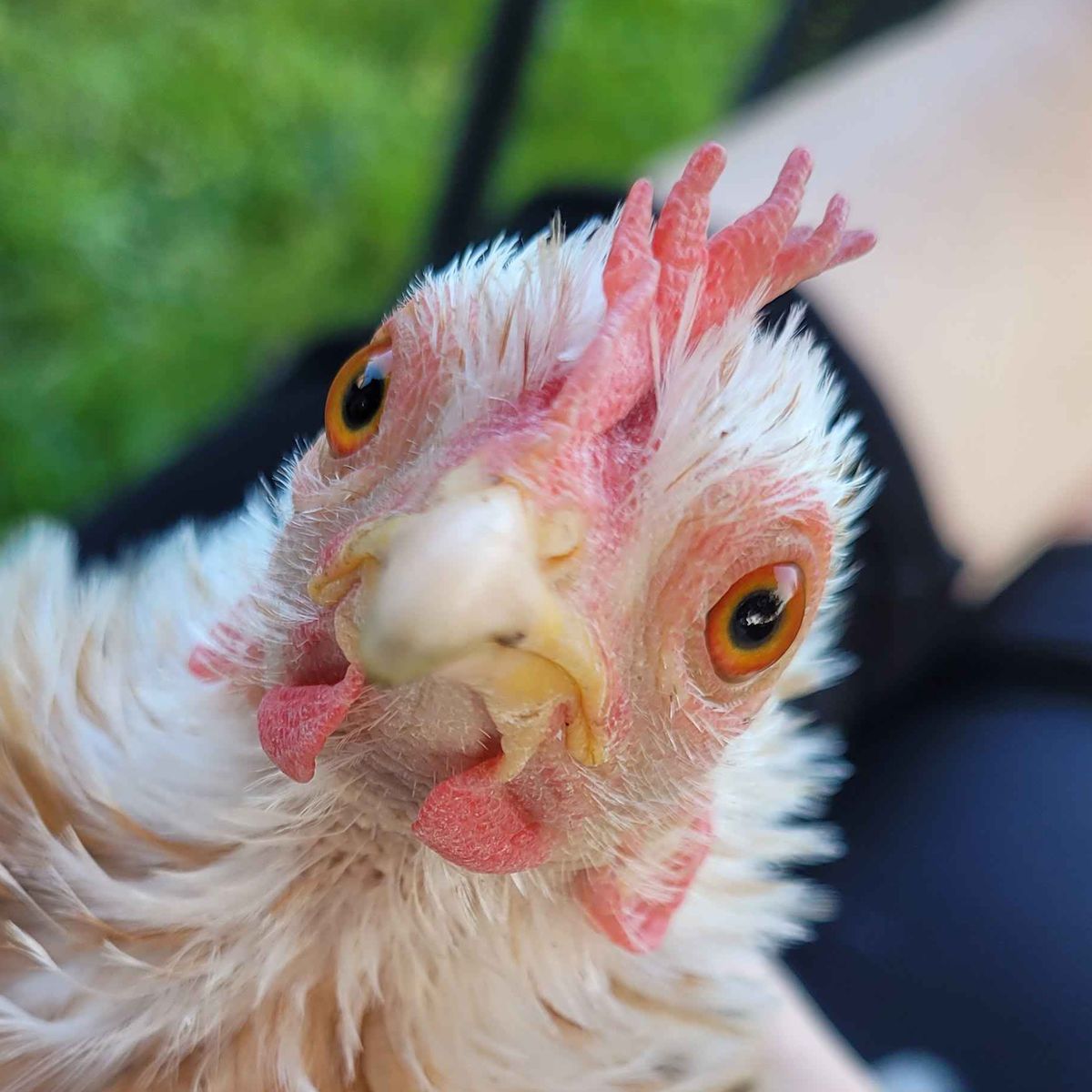 $BAWK the Chicken Trader — Solana meme coin